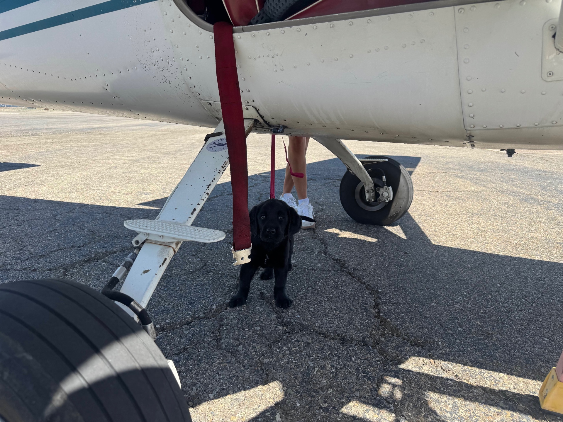 Canine Companions puppy beside a GP Flyers aircraft